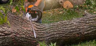 Best Firewood Processing and Delivery  in Commerce, GA