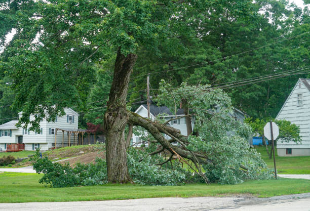 Best Tree and Shrub Care  in Commerce, GA