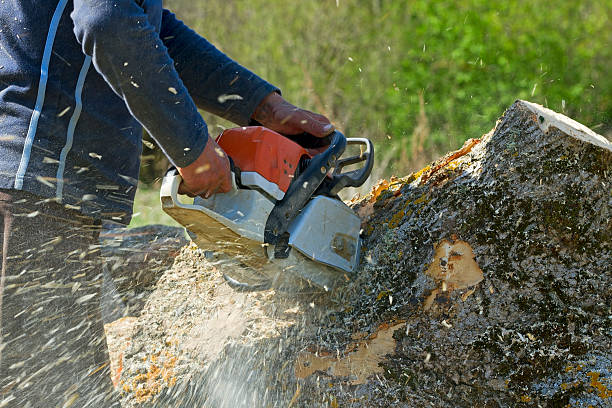 Best Tree Disease Treatment  in Commerce, GA